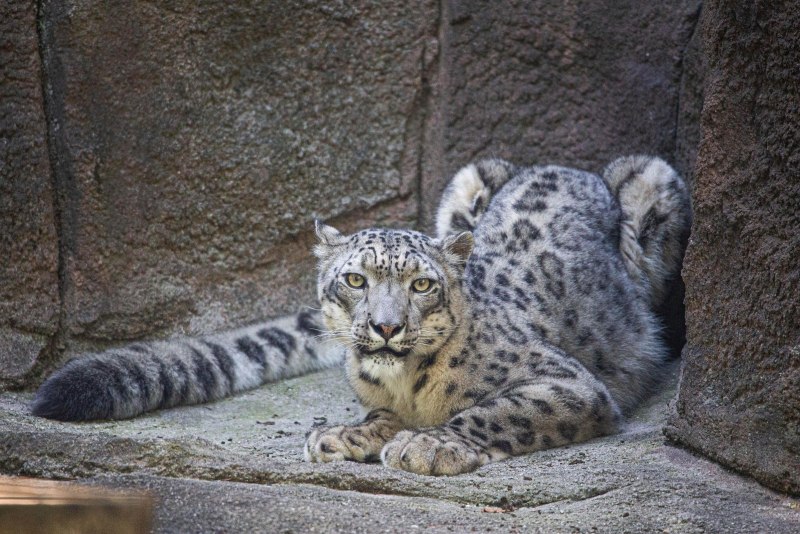 Бенгальская кошка снежный минк