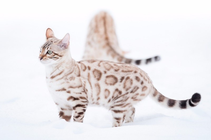 Бенгальская кошка окрас Линкс