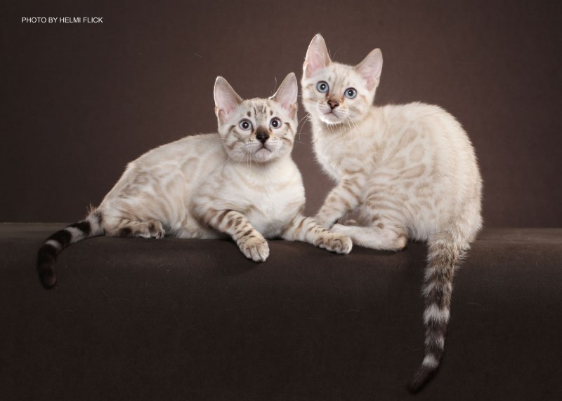 Бенгальская кошка (бенгал)