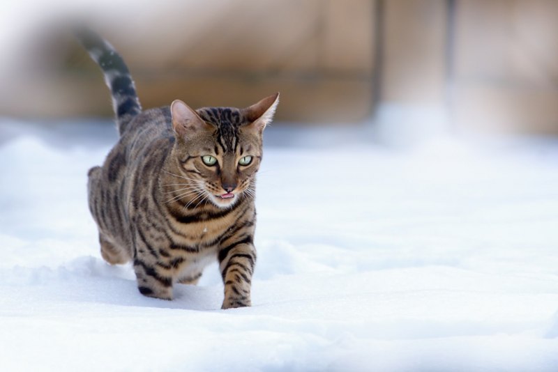 Бенгальская кошка снежный Барс