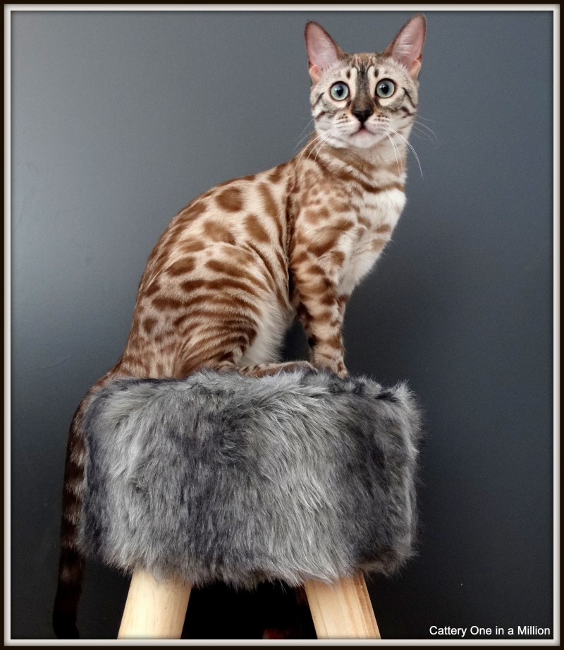 Бенгальская кошка Линкс