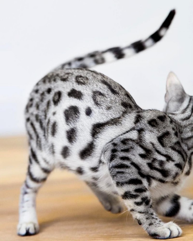 Бенгальская кошка белая