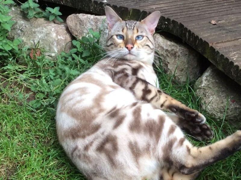 Снежная Бенгальская кошка