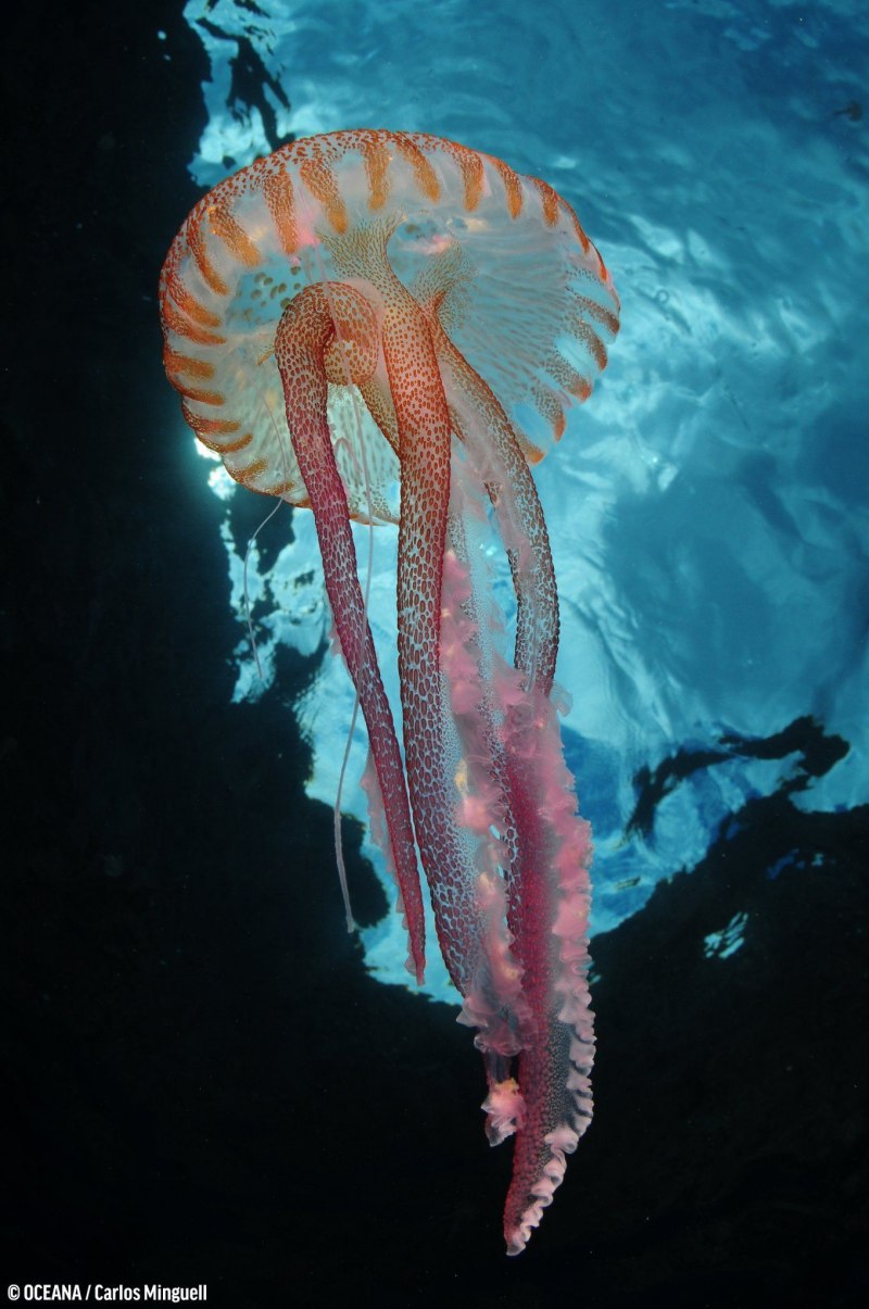 Amphitretus pelagicus