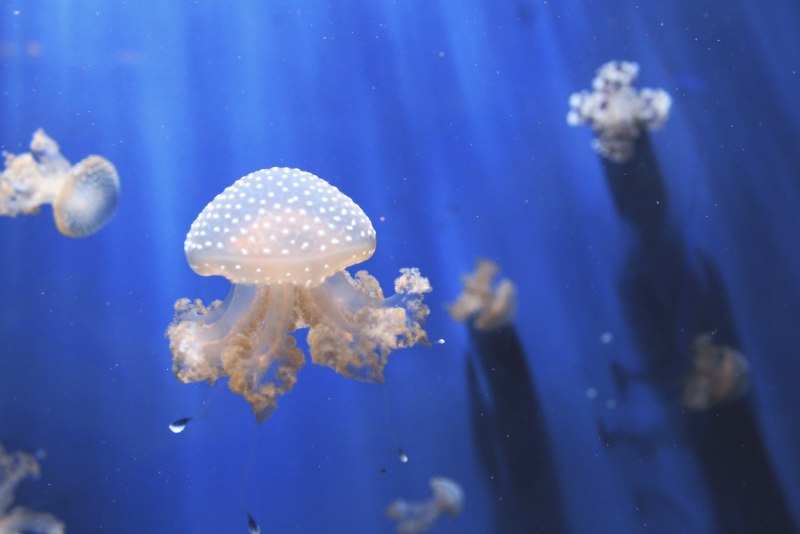 Пелагия ночесветка (Pelagia Noctiluca)