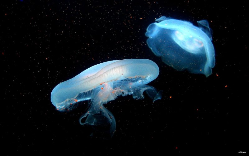 Медузы Адриатического моря
