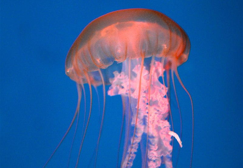 Бессмертная медуза Turritopsis nutricula