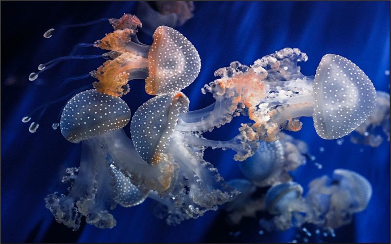 Коралловые полипы актинии