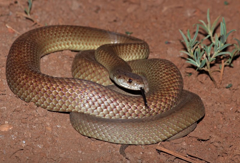 Pseudonaja nuchalis