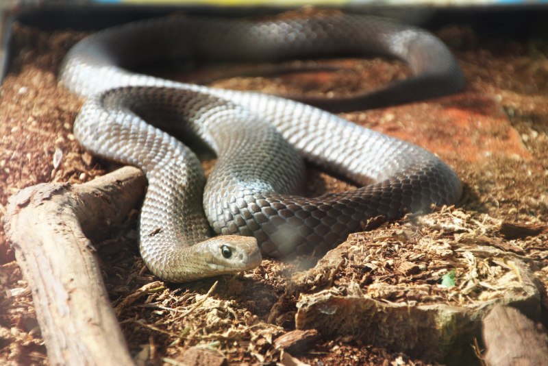 Storeria occipitomaculata