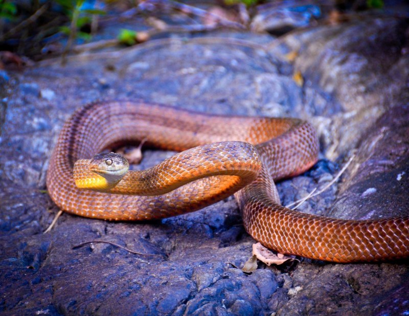 Pseudonaja textilis