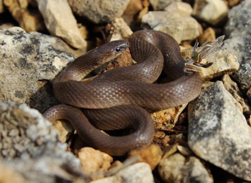 Rhinechis scalaris
