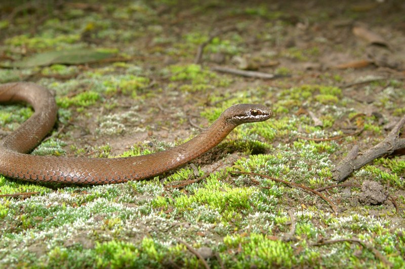 Pseudechis porphyriacus
