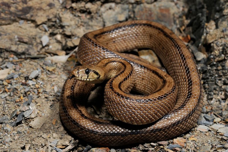 Домовая змея Boaedon lineatus