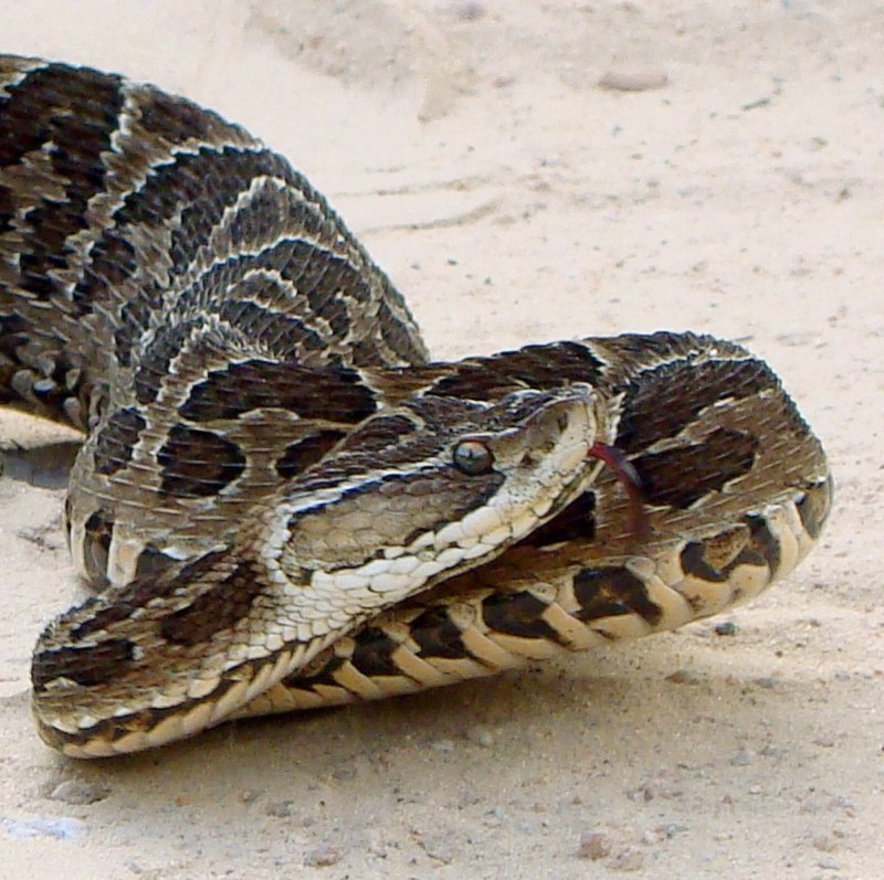 BOTHROPS alternatus