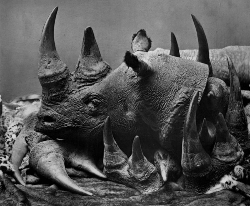 Black Rhino носороги