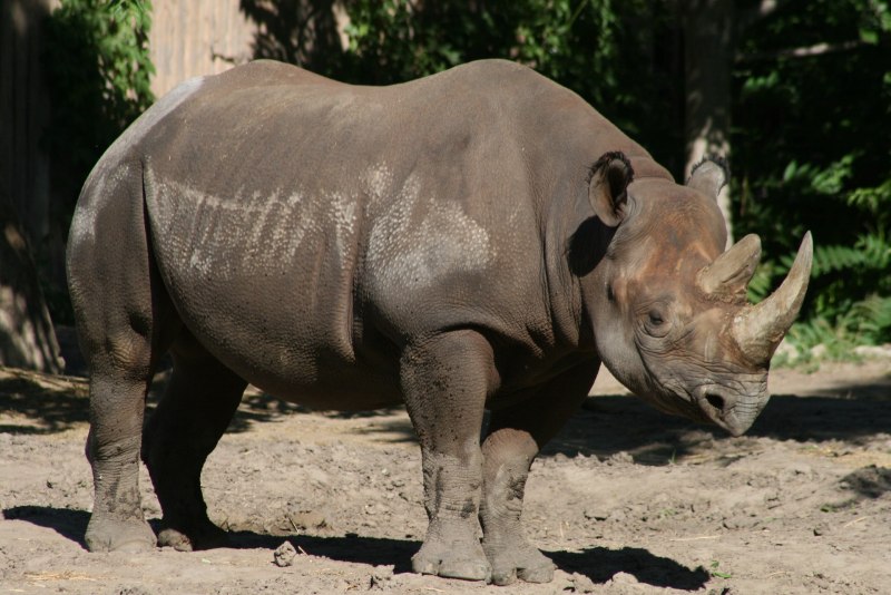 Sumatran Rhino