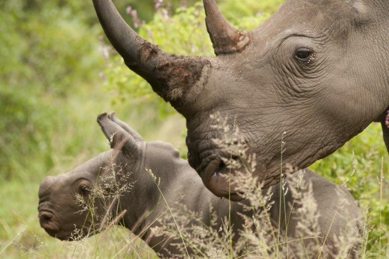 Northern White Rhino