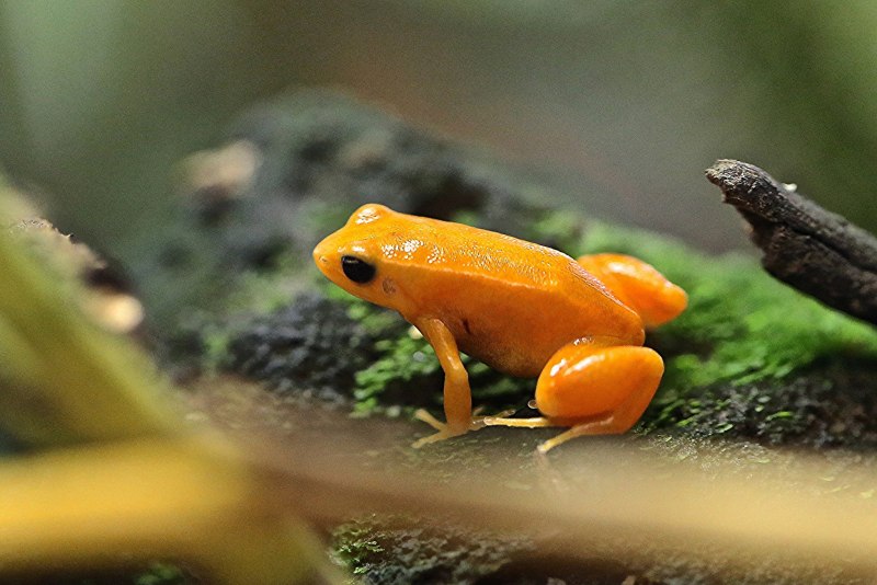 • Оранжевая жаба (Bufo PERIGLENES)