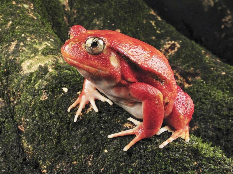 Dyscophus antongilii