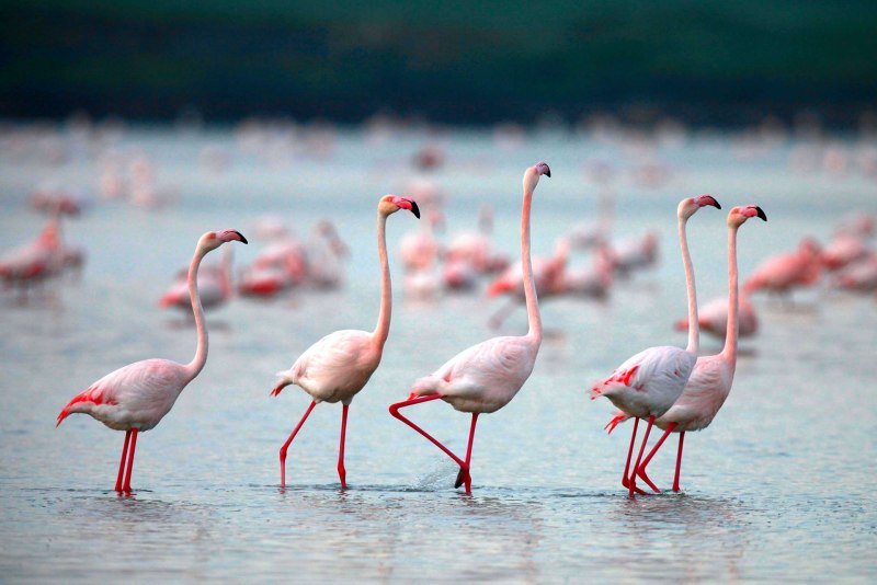 Отражение Фламинго в воде