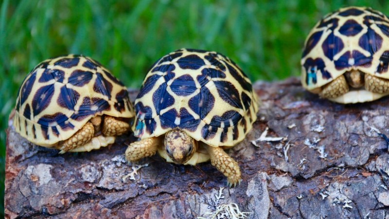 Geochelone pardalis babcocki