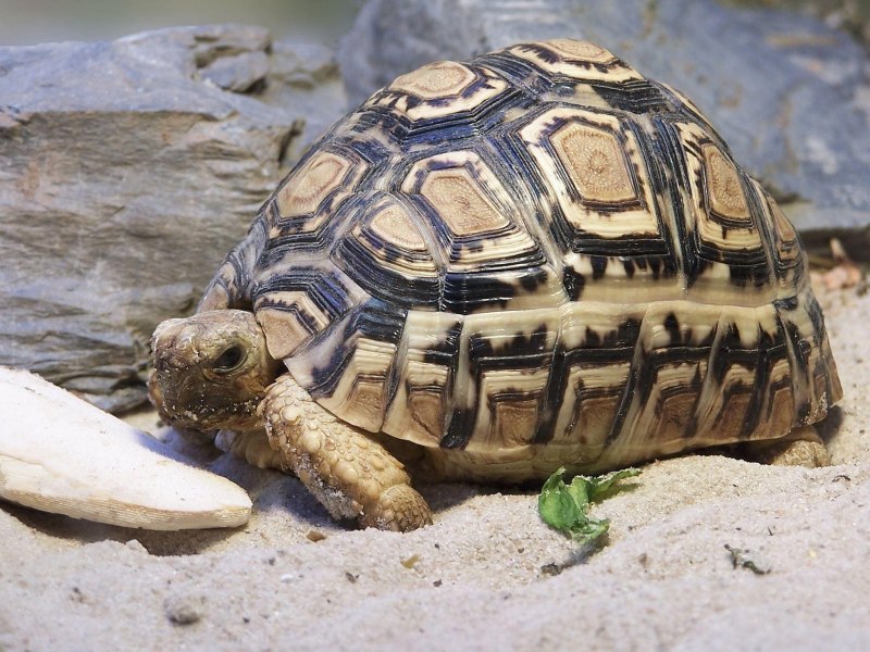 Stigmochelys pardalis