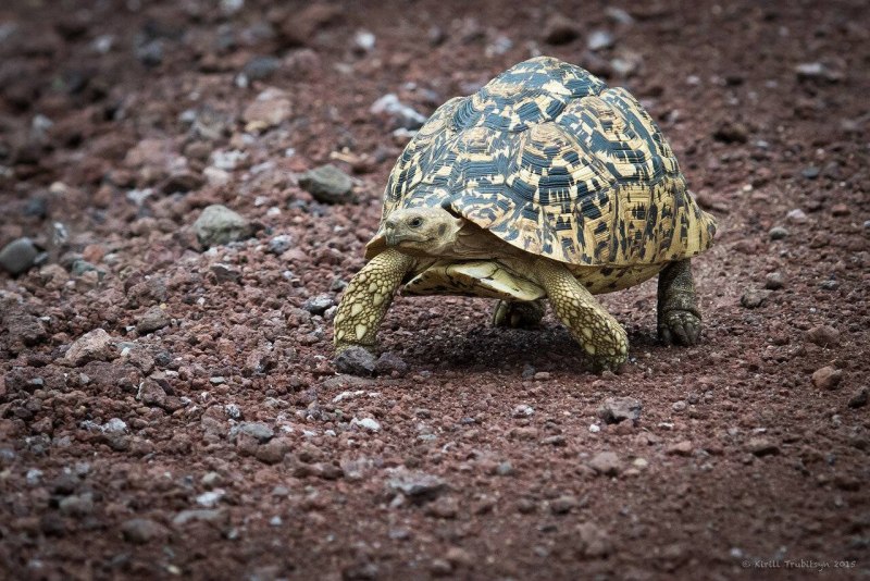 Kuburan kura sulcata