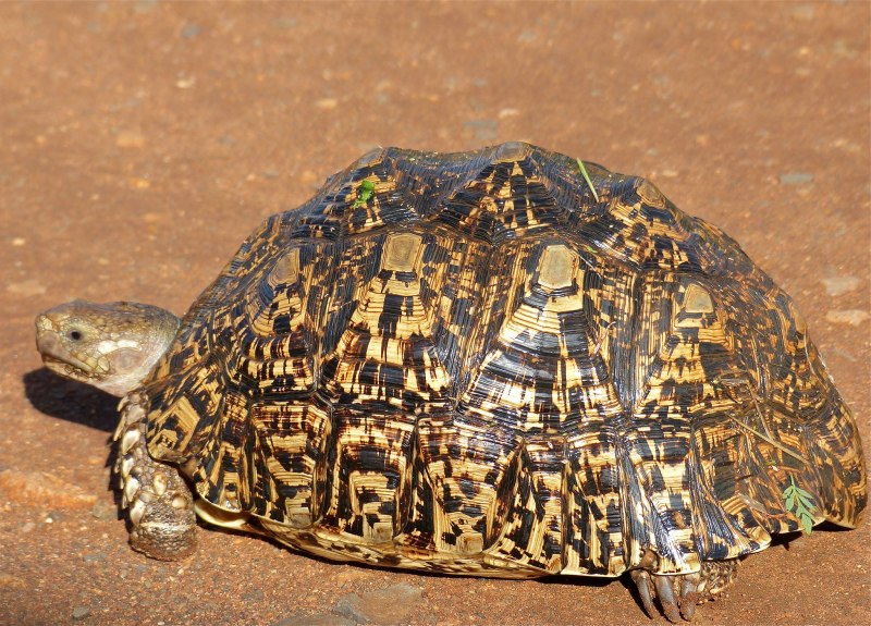 Stigmochelys pardalis