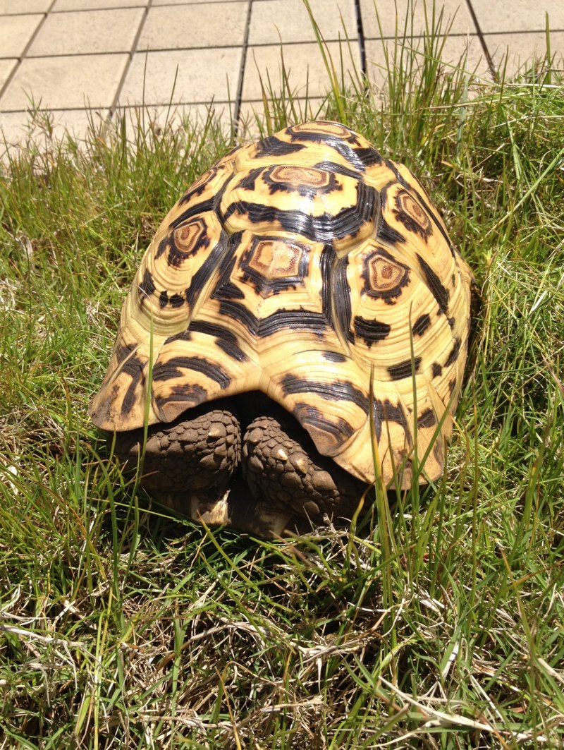 Stigmochelys pardalis