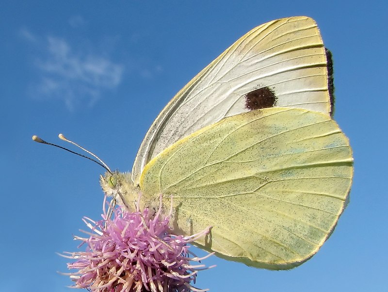 Pieris brassicae гусеница