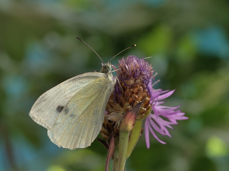 Pieris brassicae