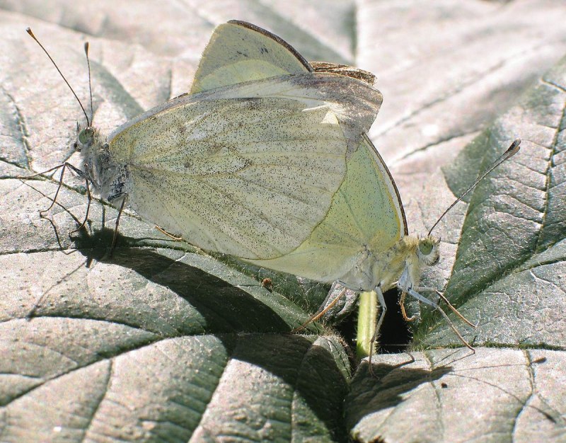 Pieris brassicae - капустница