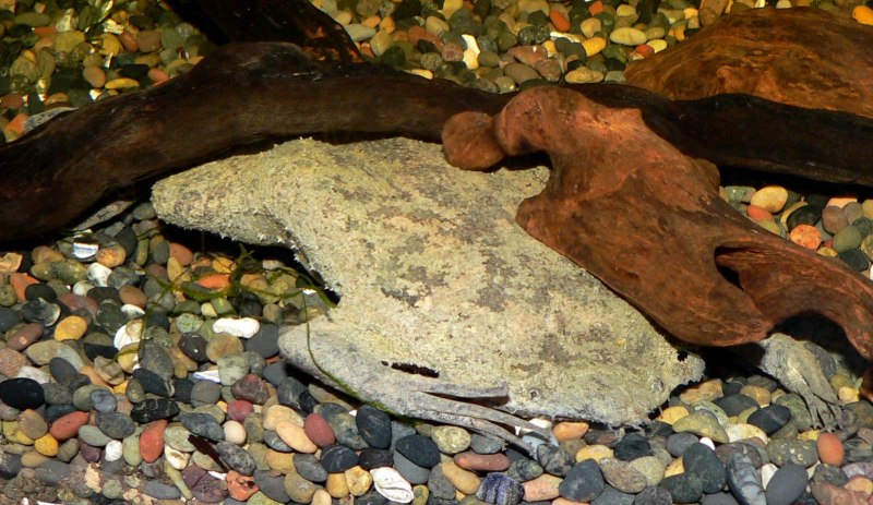 Ceratophrys Ornata