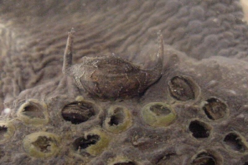 Гладкая шпорцевая лягушка (Xenopus laevis)