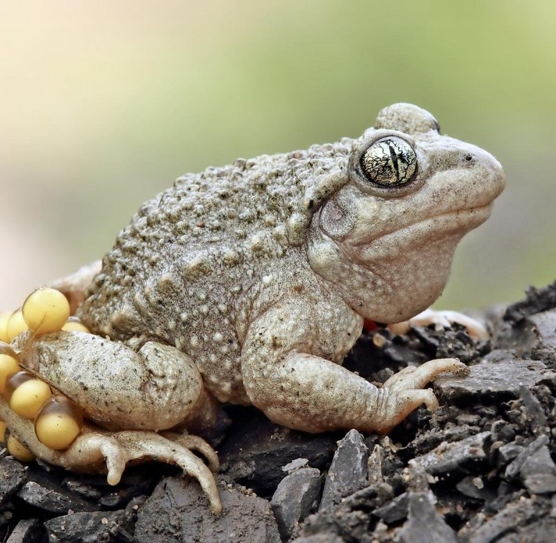 Hemisus marmoratus