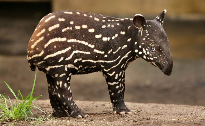 Чепрачный тапир (Tapirus indicus