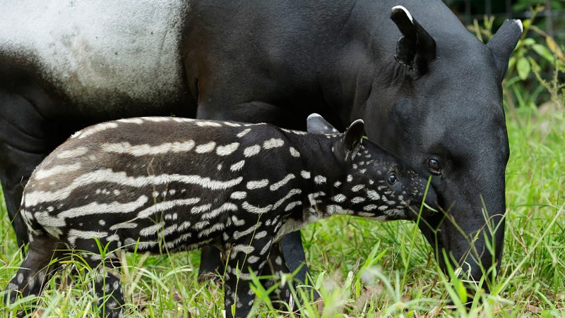 Чепрачный тапир (Tapirus indicus
