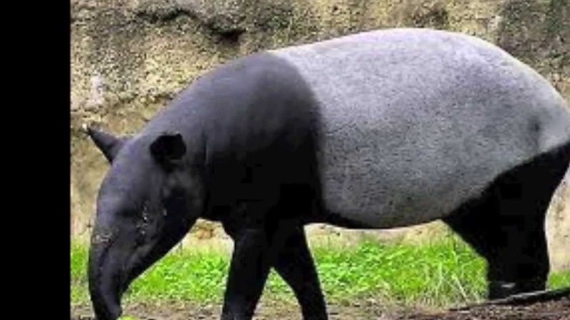 Центральноамериканский тапир (Tapirus bairdii)