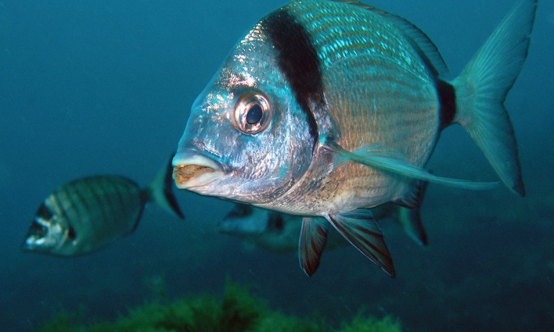 Diplodus vulgaris