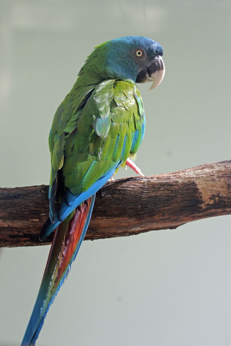 Polytelis anthopeplus