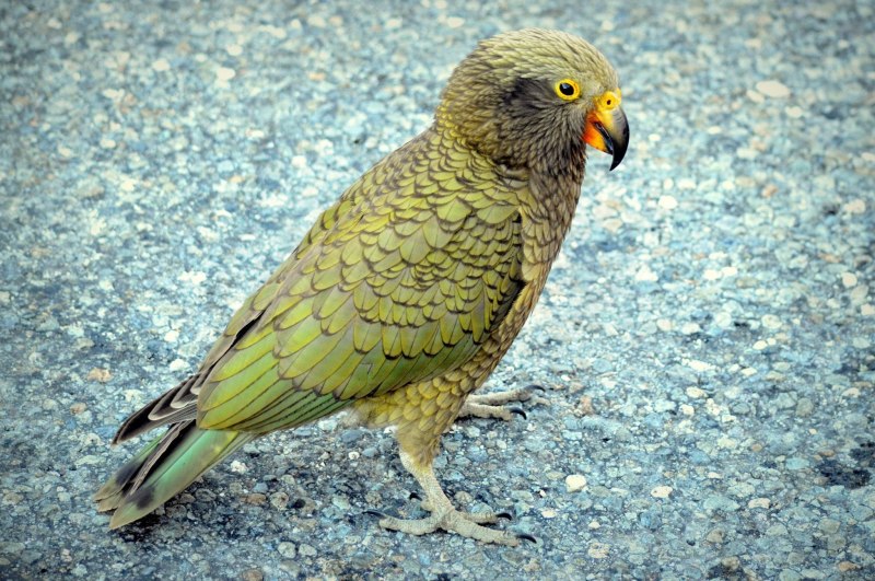 Кеа (Nestor notabilis)