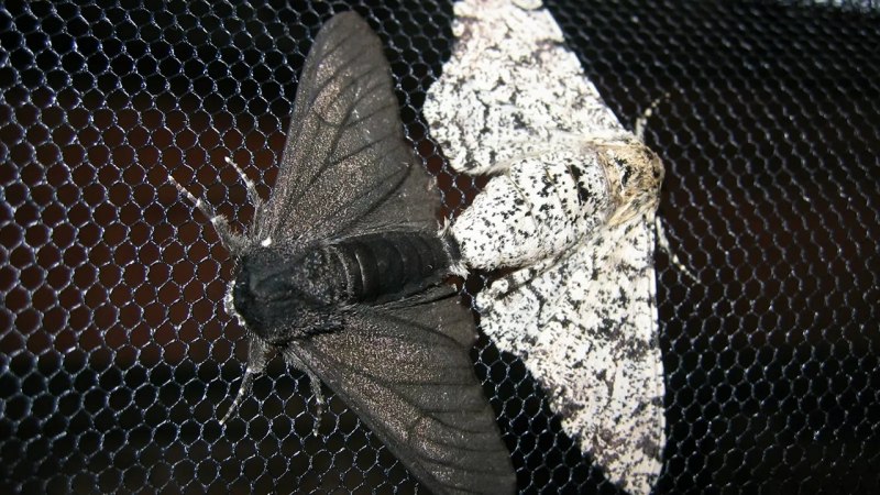 Узкокрылых молей (Coccidiphila Gerasimovi)