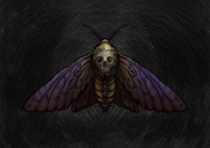Acherontia Atropos