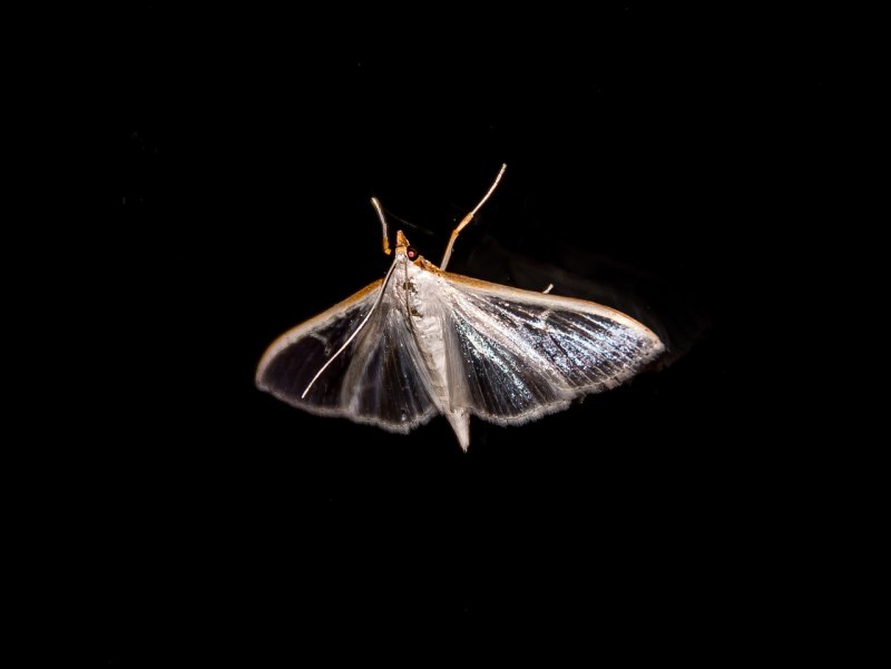Hypercompe scribonia
