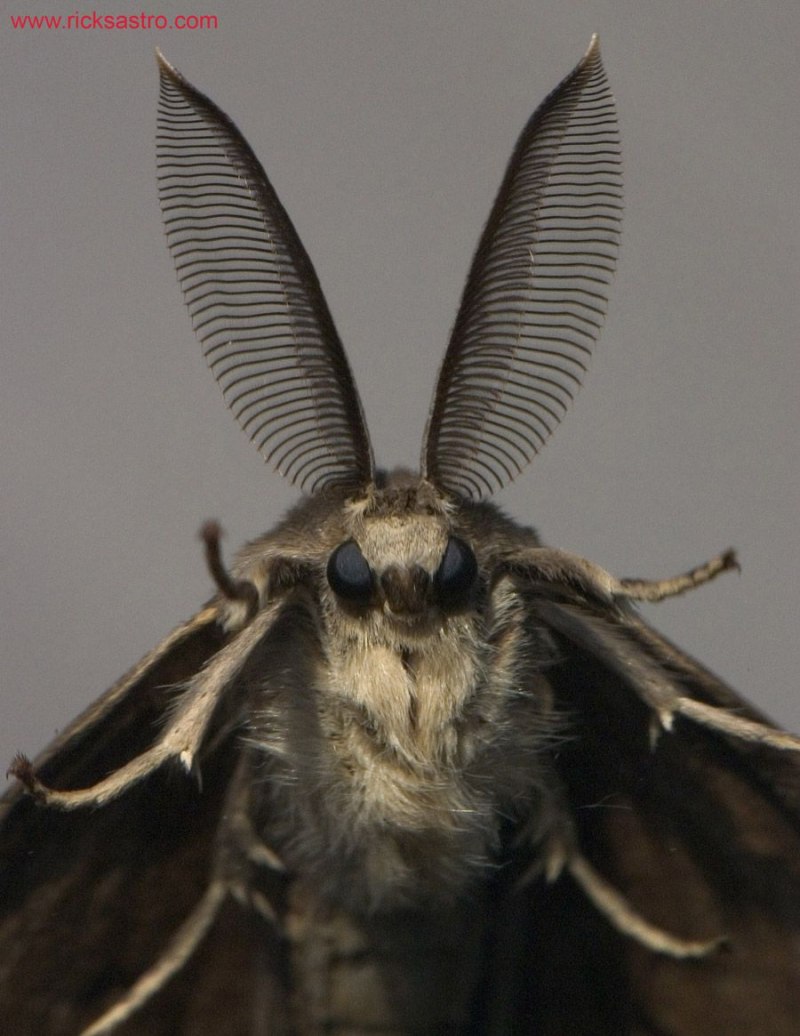 Hypercompe scribonia
