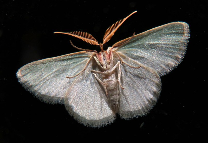 Giant Leopard Moth