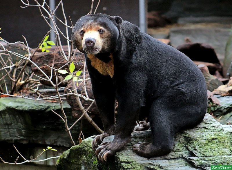 Малайский медведь Helarctos malayanus
