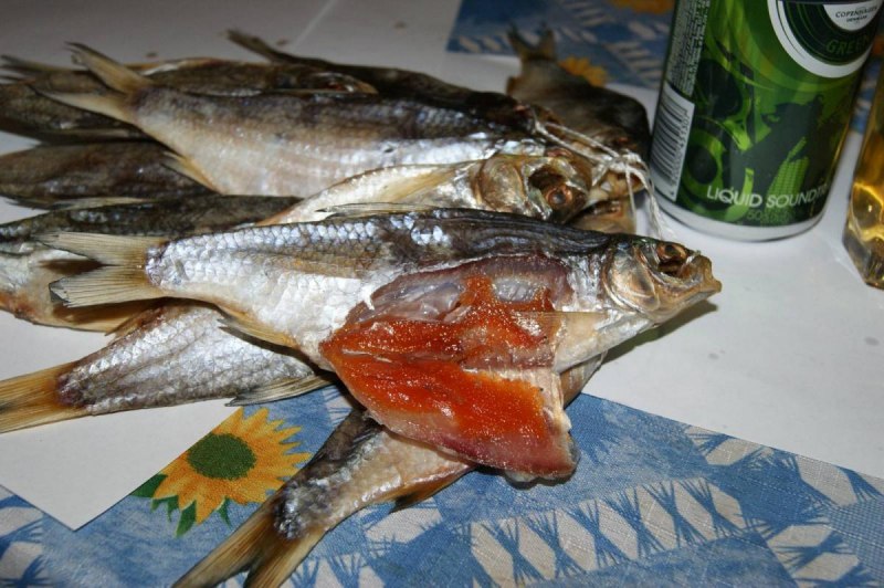Кутум рыба