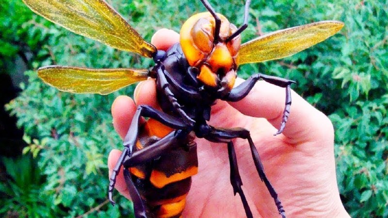 Vespa mandarinia Шершень